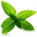 zielona-herbata